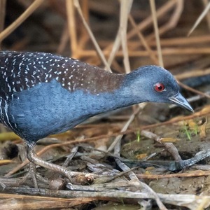 Team Page: Bird Nerds